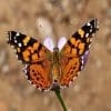 Painted Lady Butterflies For Release - Image 5