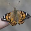 Painted Lady Butterflies For Release - Image 7