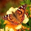 Painted Lady Butterflies For Release - Image 4