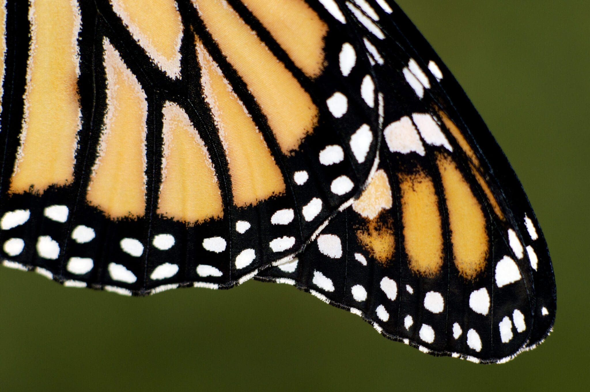 Quick Monarch Butterfly Facts | Monarch Butterflies