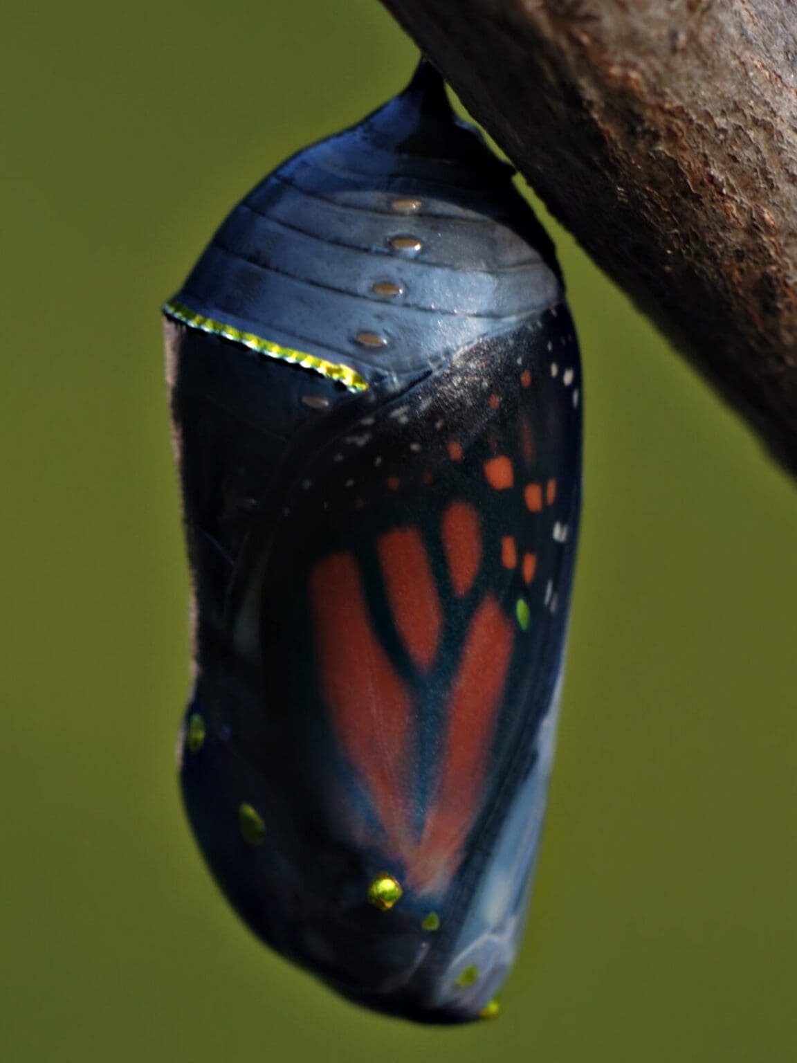 Pupa Build A Monarch Butterfly Kit Monarch Butterflies