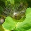 50 Milkweed Seeds - Image 4