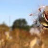 50 Milkweed Seeds - Image 9