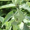 50 Milkweed Seeds - Image 6