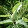 50 Milkweed Seeds - Image 5