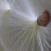 50 Milkweed Seeds - Image 3