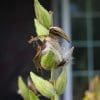 50 Milkweed Seeds - Image 8