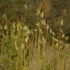 50 Milkweed Seeds - Image 7