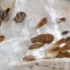 50 Milkweed Seeds - Image 2