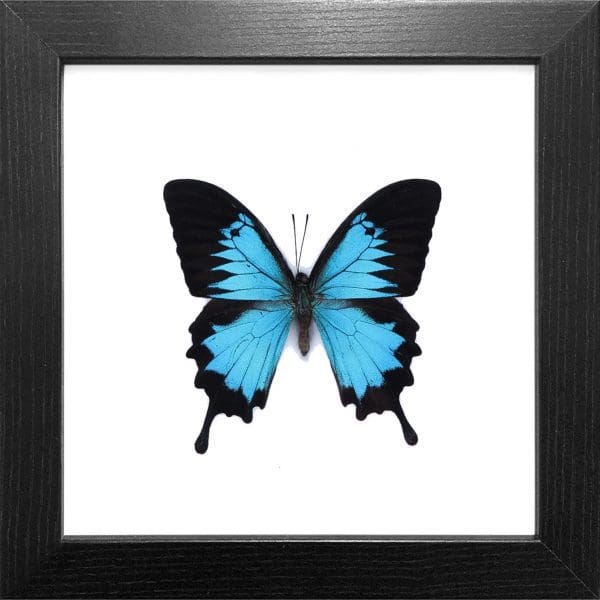 Framed Papilio Ulysses Ulysses