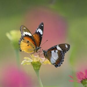 Butterflies Sitting on a Flower. Macro Photo Shoot