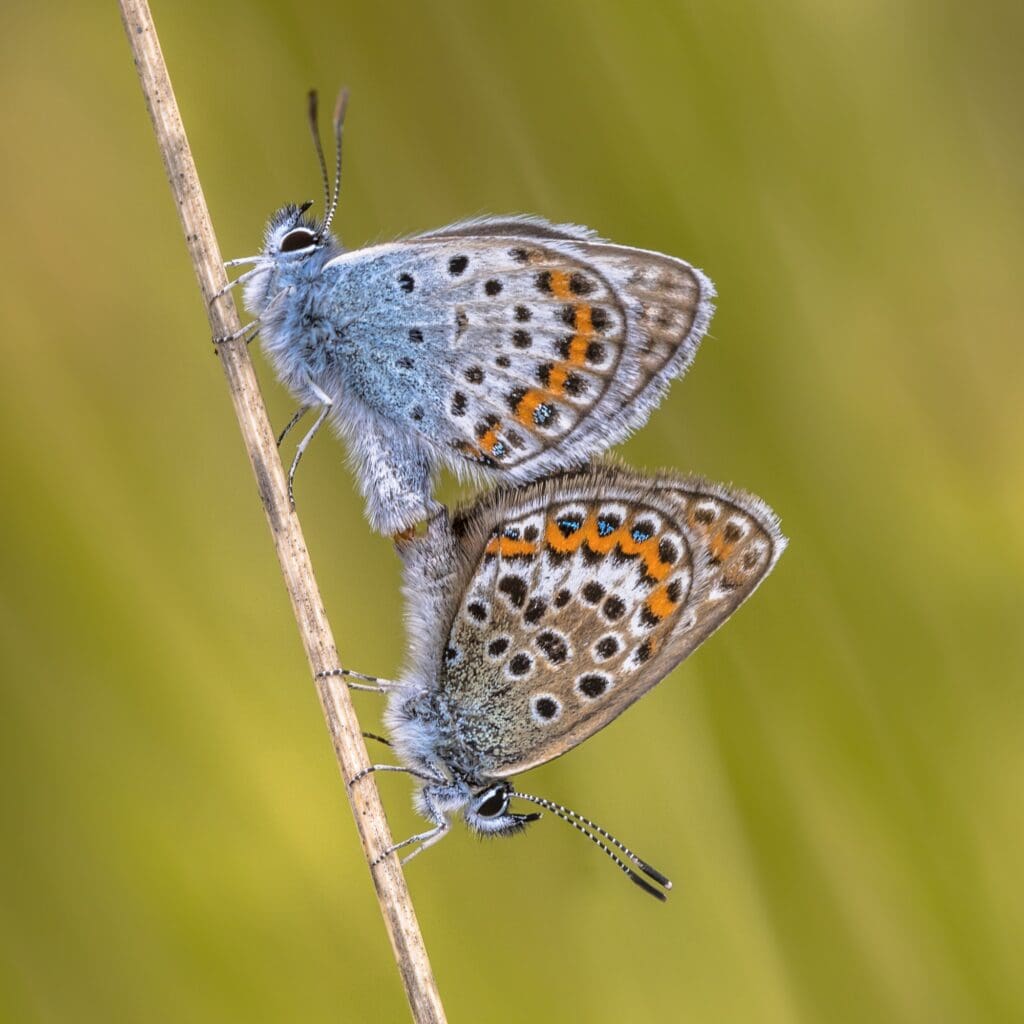 Pair of silver studded blue butterflies mating