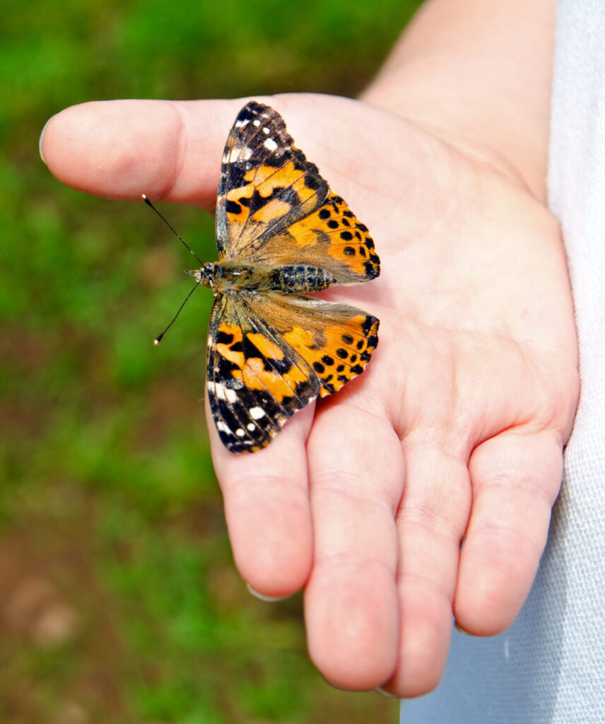 life cycle of a painted lady butterfly