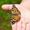 Caterpillar - Build A Painted Lady Butterfly Raising Kit - Image 5