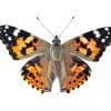 Caterpillar - Build A Painted Lady Butterfly Raising Kit - Image 8