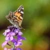 Caterpillar - Build A Painted Lady Butterfly Raising Kit - Image 7