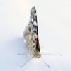 Caterpillar - Build A Painted Lady Butterfly Raising Kit - Image 10