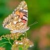 Caterpillar - Build A Painted Lady Butterfly Raising Kit - Image 6