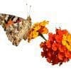 Caterpillar - Build A Painted Lady Butterfly Raising Kit - Image 9