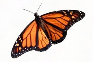 Pupa - Build A Monarch Butterfly Kit | Monarch Butterflies