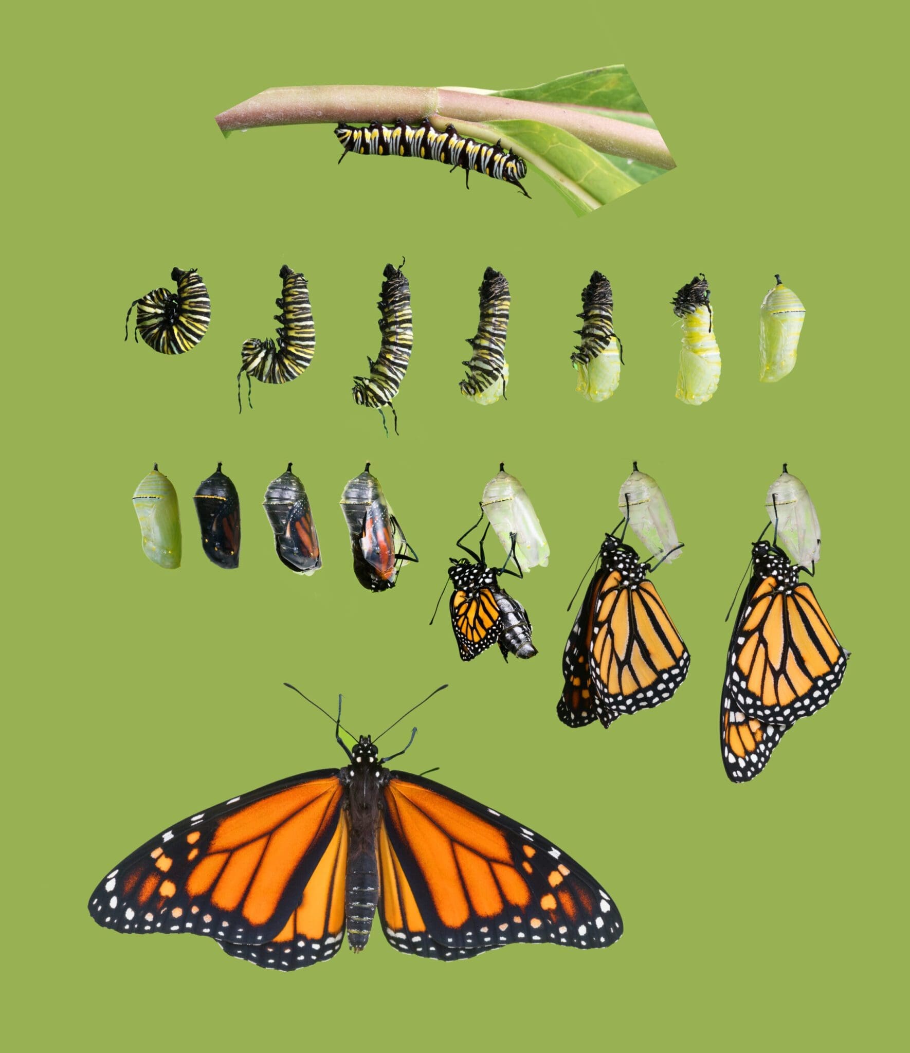 Pupa Build A Monarch Butterfly Kit Monarch Butterflies