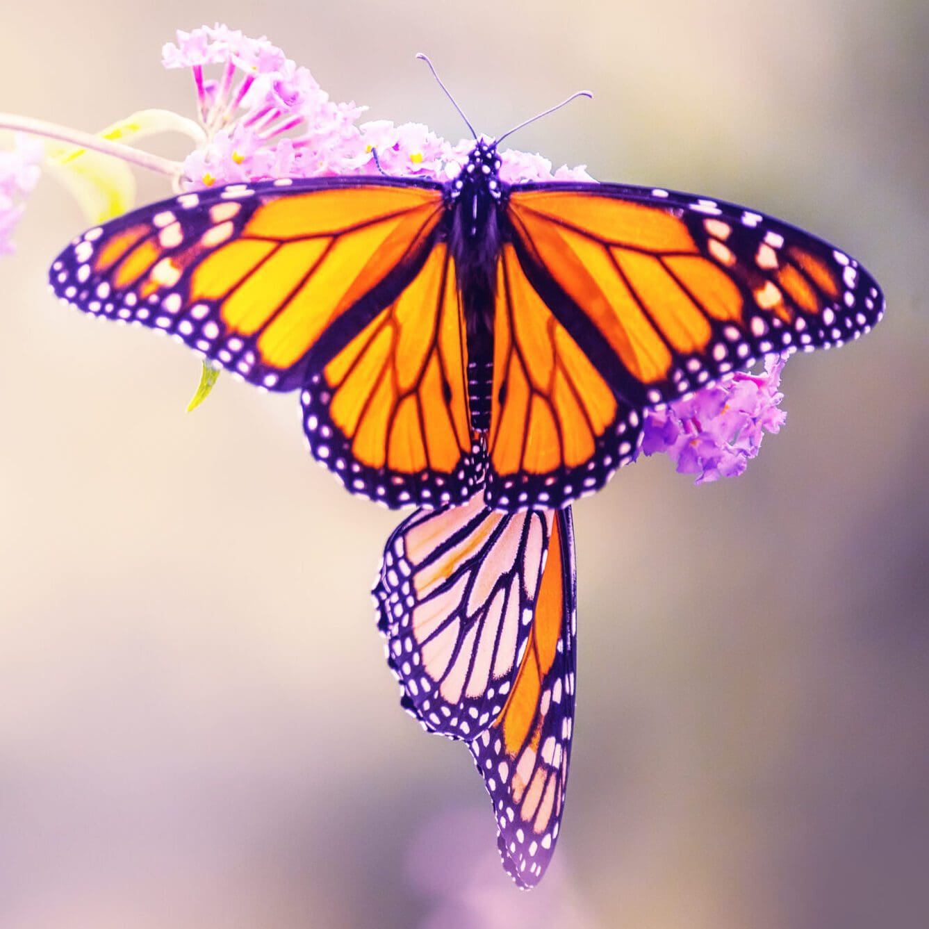 Monarch butterflies with more white spots are more likely to