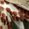 50 Milkweed Seeds