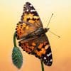 Painted Lady Butterflies For Release