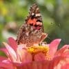 Caterpillar - Build A Painted Lady Butterfly Raising Kit - Image 24