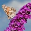 Caterpillar - Build A Painted Lady Butterfly Raising Kit - Image 26