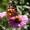 Caterpillar - Build A Painted Lady Butterfly Raising Kit - Image 20
