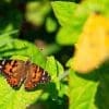 Caterpillar - Build A Painted Lady Butterfly Raising Kit - Image 29