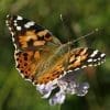 Caterpillar - Build A Painted Lady Butterfly Raising Kit - Image 18