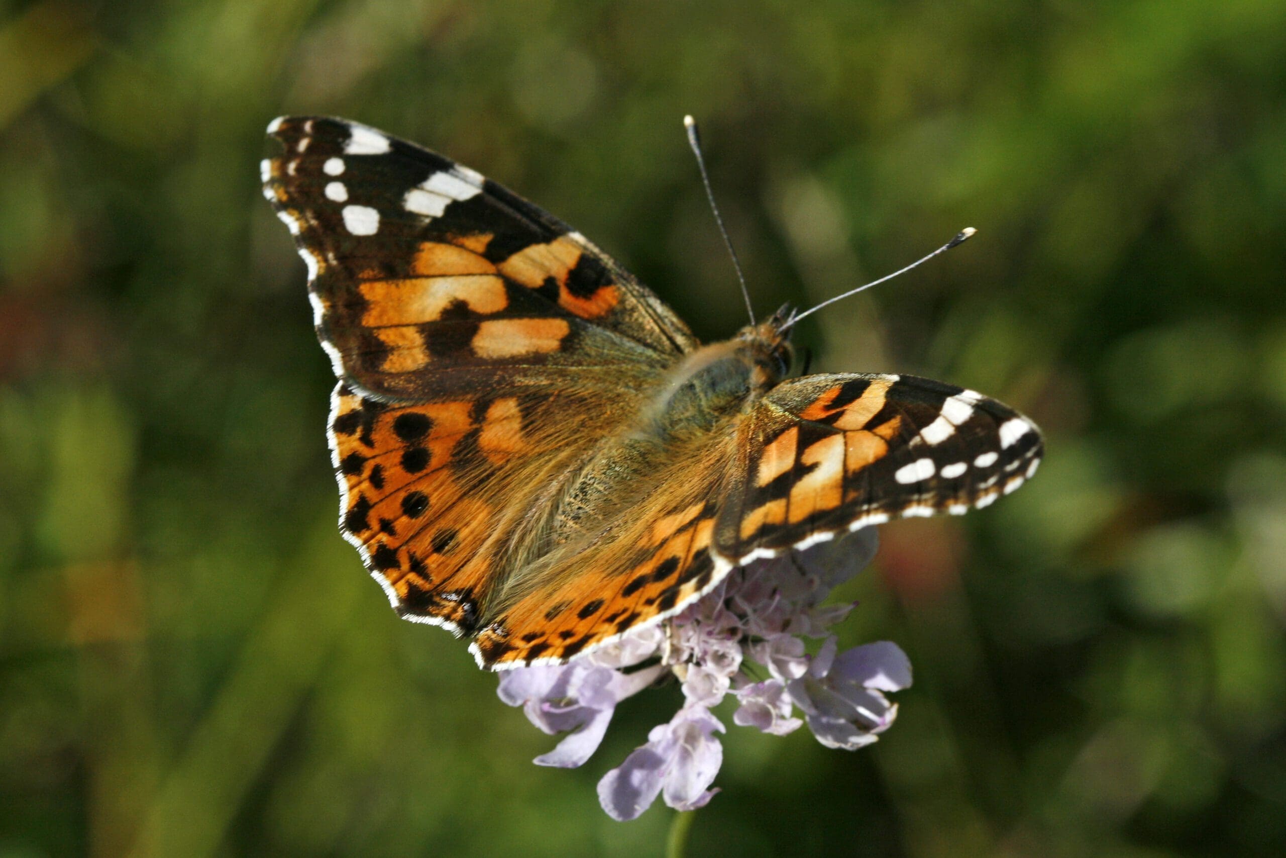 The Importance of Painted Lady Butterflies: A Fascinating Tale of