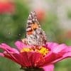 Caterpillar - Build A Painted Lady Butterfly Raising Kit - Image 21
