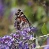 Caterpillar - Build A Painted Lady Butterfly Raising Kit - Image 23