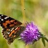 Caterpillar - Build A Painted Lady Butterfly Raising Kit - Image 19