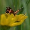 Caterpillar - Build A Painted Lady Butterfly Raising Kit - Image 17