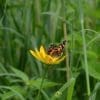 Caterpillar - Build A Painted Lady Butterfly Raising Kit - Image 16