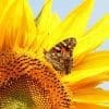 Caterpillar - Build A Painted Lady Butterfly Raising Kit - Image 2