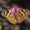 Caterpillar - Build A Painted Lady Butterfly Raising Kit