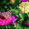 Caterpillar - Build A Painted Lady Butterfly Raising Kit - Image 15