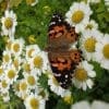 Caterpillar - Build A Painted Lady Butterfly Raising Kit - Image 14