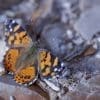 Caterpillar - Build A Painted Lady Butterfly Raising Kit - Image 13