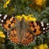 Caterpillar - Build A Painted Lady Butterfly Raising Kit - Image 12