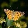 Caterpillar - Build A Painted Lady Butterfly Raising Kit - Image 11