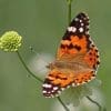 Caterpillar - Build A Painted Lady Butterfly Raising Kit - Image 22