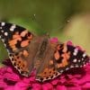 Caterpillar - Build A Painted Lady Butterfly Raising Kit - Image 28