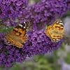 Caterpillar - Build A Painted Lady Butterfly Raising Kit - Image 27
