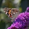 Caterpillar - Build A Painted Lady Butterfly Raising Kit - Image 25